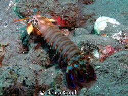 Peacock Mantis Shrimp Talamben Bali by Debra Cahill 